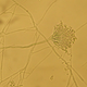 Imagen de aspergillus, un tipo de micotoxina